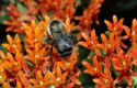 image of Bombus 