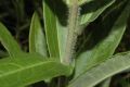 image of Asclepias tuberosa