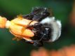 image of Bombus 