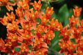 image of Asclepias tuberosa