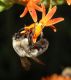 image of Bombus 