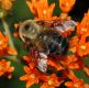 image of Bombus 