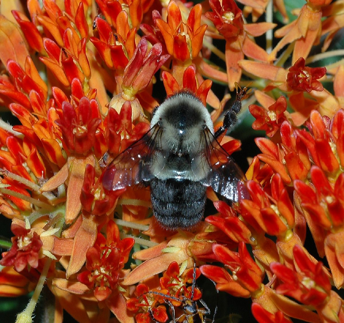 Apidae Bombus 