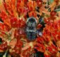 image of Bombus 