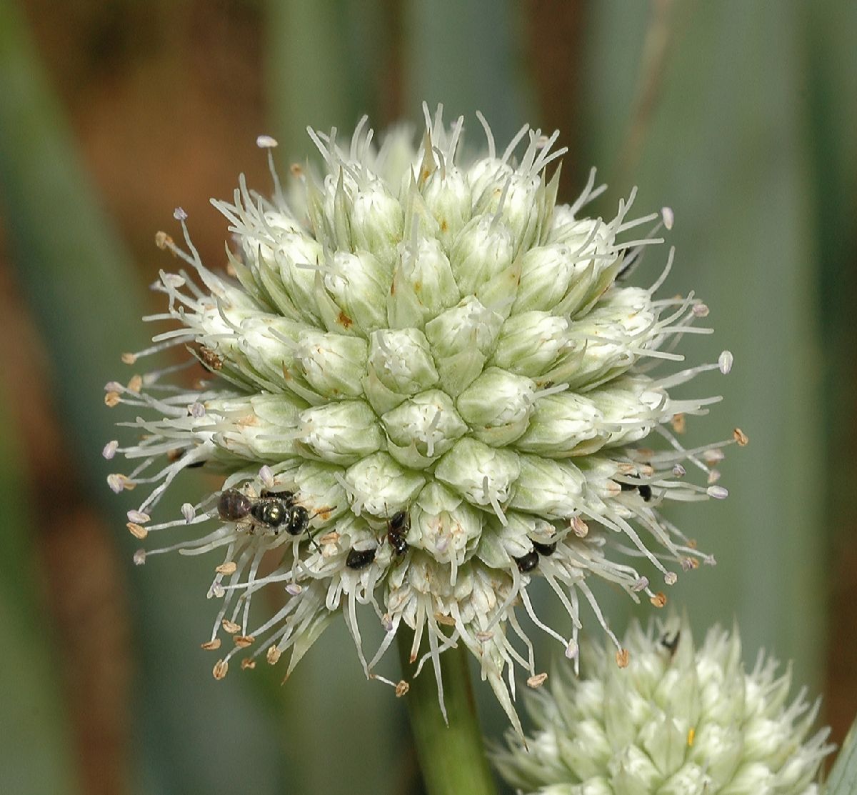 Halictidae  