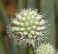 image of Eryngium yuccifolium