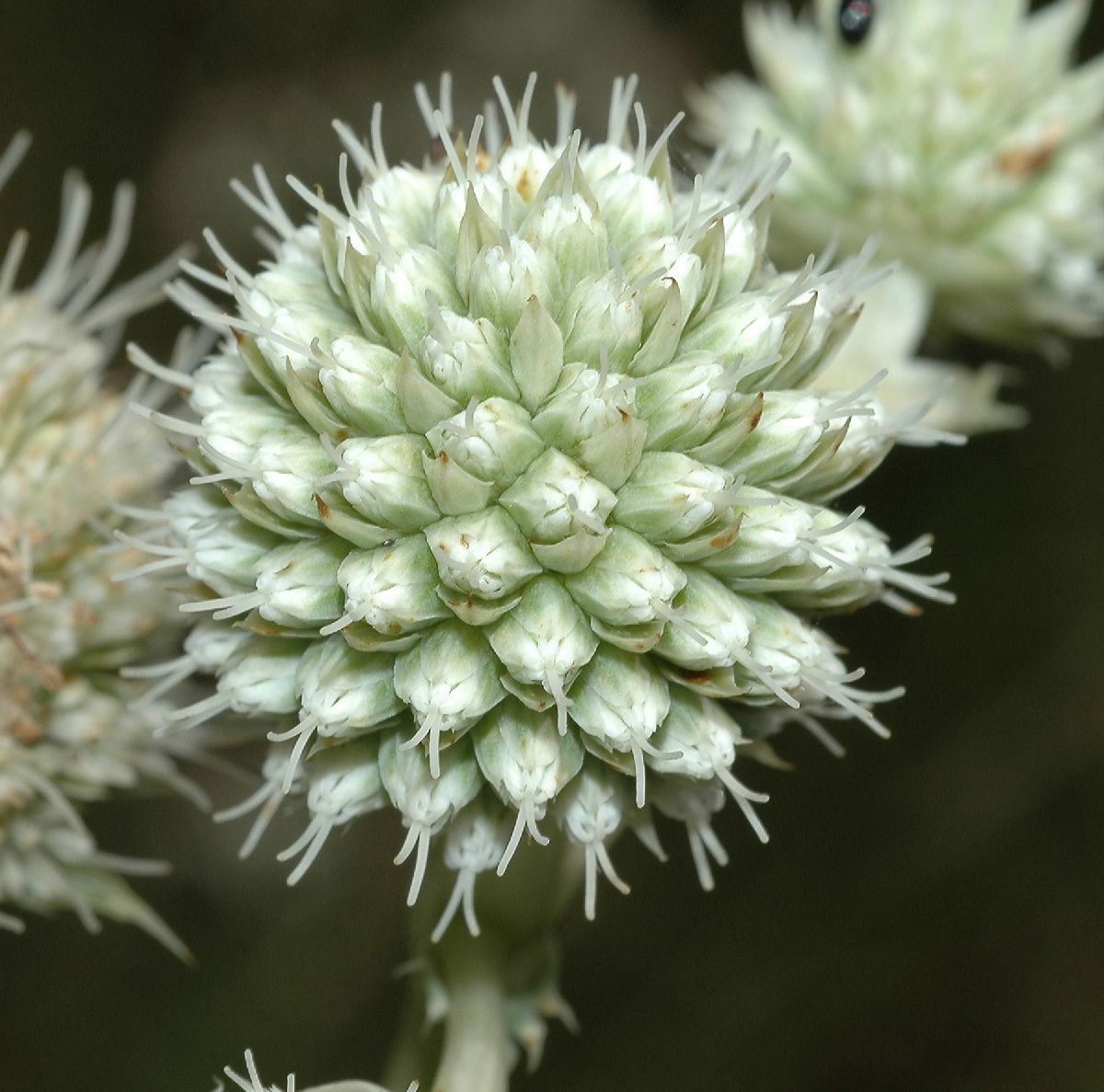 Apiaceae Eryngium yuccifolium