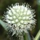 image of Eryngium yuccifolium