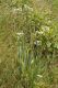 image of Eryngium yuccifolium