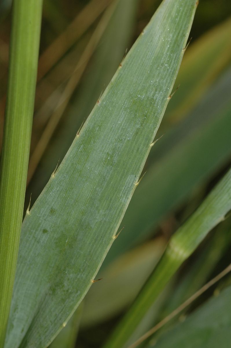 Apiaceae Eryngium yuccifolium
