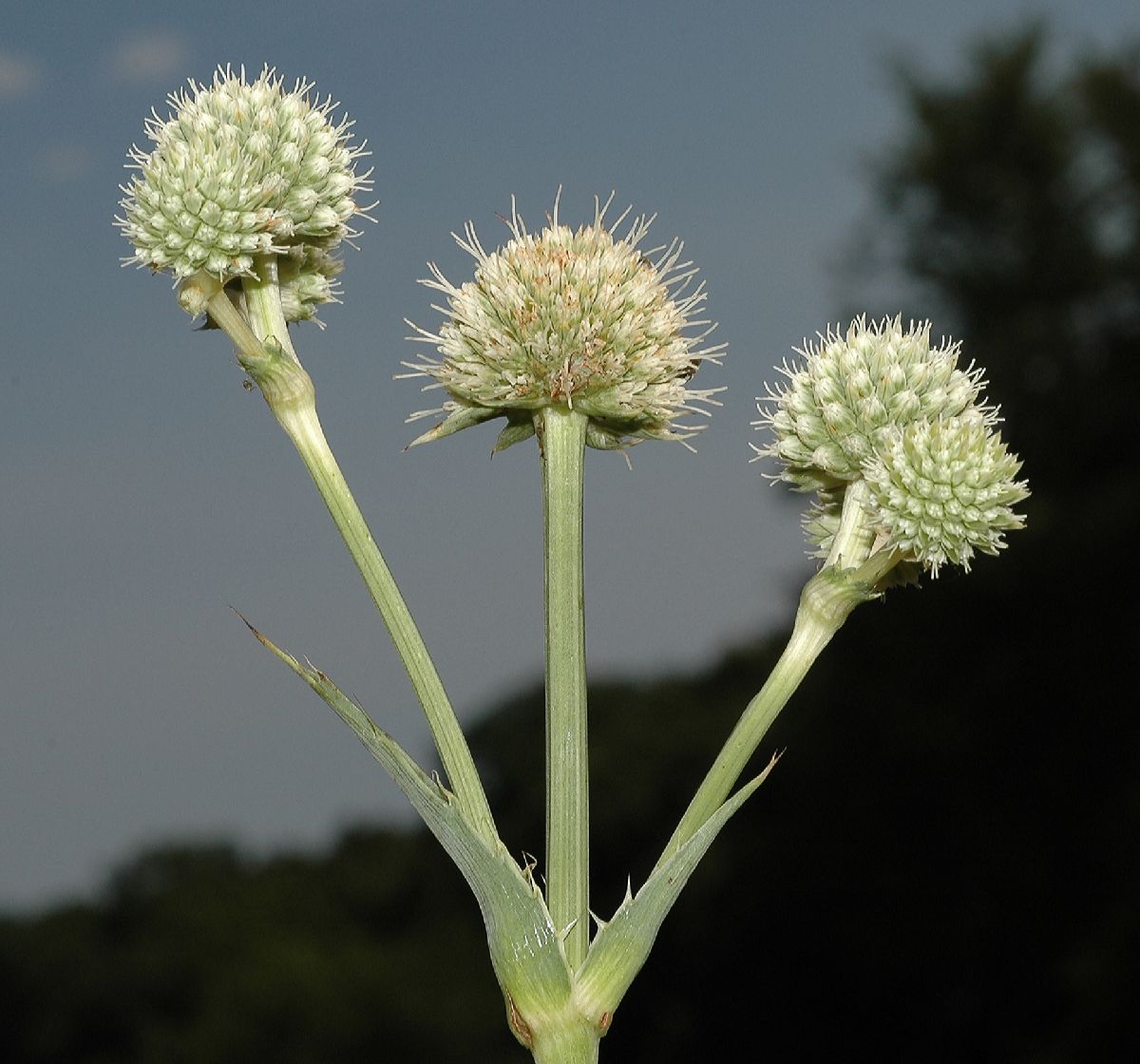 Apiaceae Eryngium yuccifolium