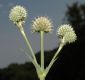 image of Eryngium yuccifolium