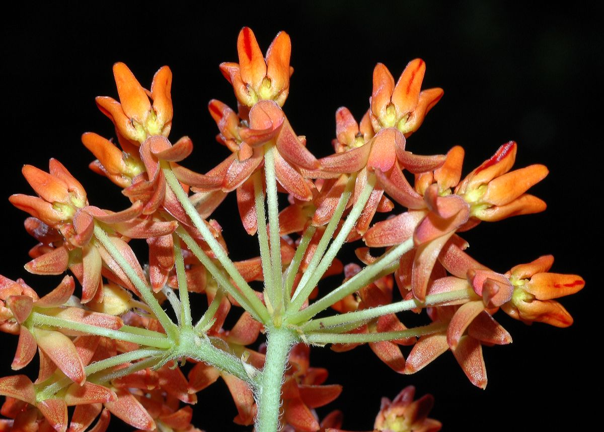 Apocynaceae Asclepias tuberosa