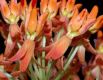 image of Asclepias tuberosa