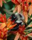 image of Asclepias tuberosa