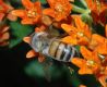 image of Asclepias tuberosa