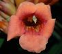 image of Campsis radicans