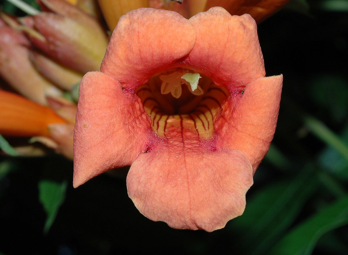Bignoniaceae Campsis radicans