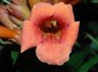 image of Campsis radicans