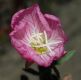 image of Oenothera nuttallii