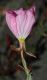 image of Oenothera nuttallii