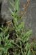 image of Oenothera nuttallii