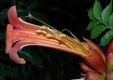 image of Campsis radicans