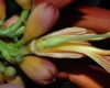 image of Campsis radicans