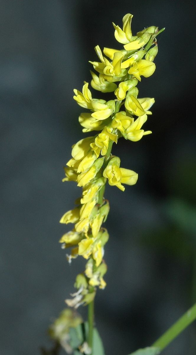 Fabaceae Melilotus officinalis