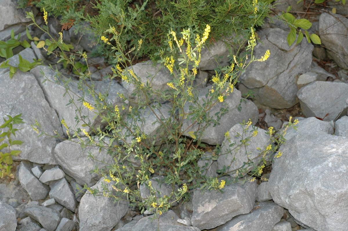 Fabaceae Melilotus officinalis