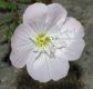image of Oenothera nuttallii