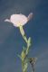 image of Oenothera nuttallii