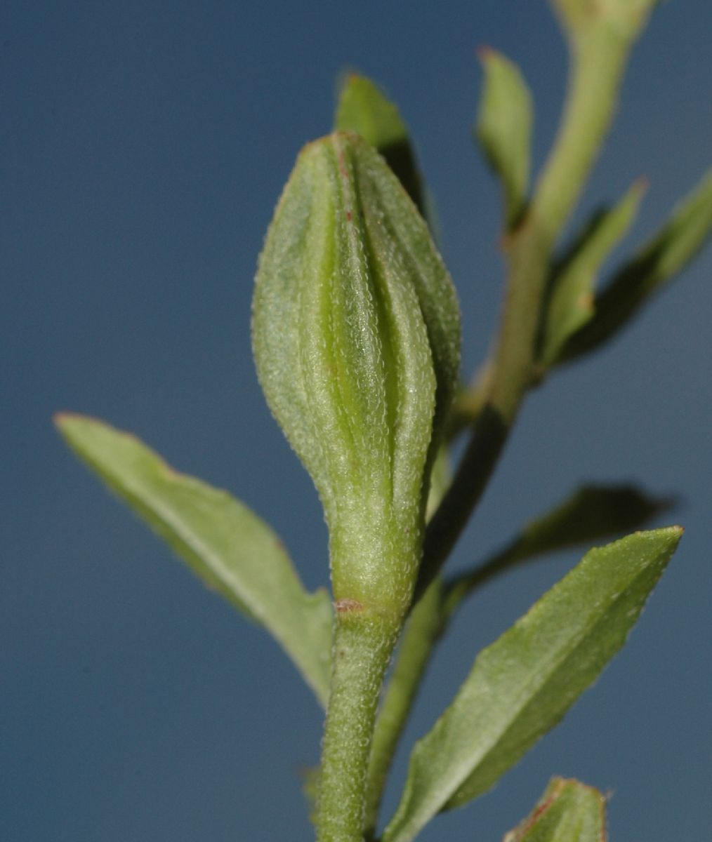 Onagraceae Oenothera nuttallii