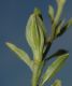 image of Oenothera nuttallii