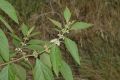 image of Callicarpa americana