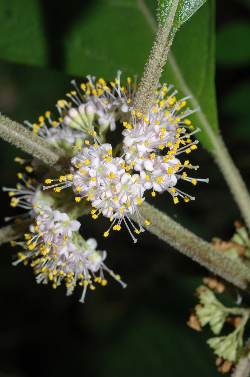 Lamiaceae Callicarpa americana