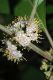 image of Callicarpa americana