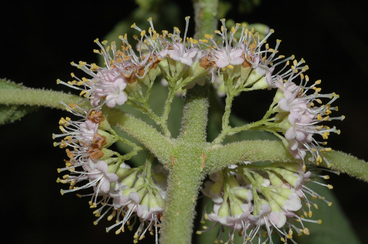 Lamiaceae Callicarpa americana