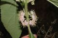 image of Callicarpa americana