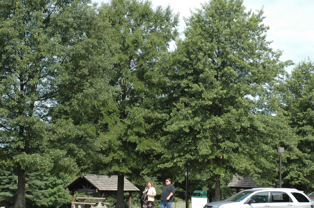 Fagaceae Quercus palustris