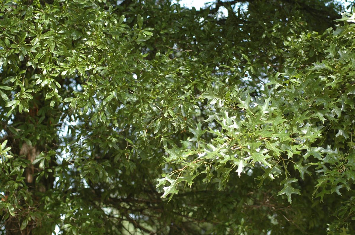 Fagaceae Quercus palustris
