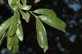 image of Quercus phellos