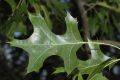 image of Quercus palustris