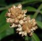 image of Allium canadense