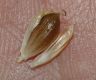 image of Allium canadense