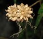 image of Allium canadense
