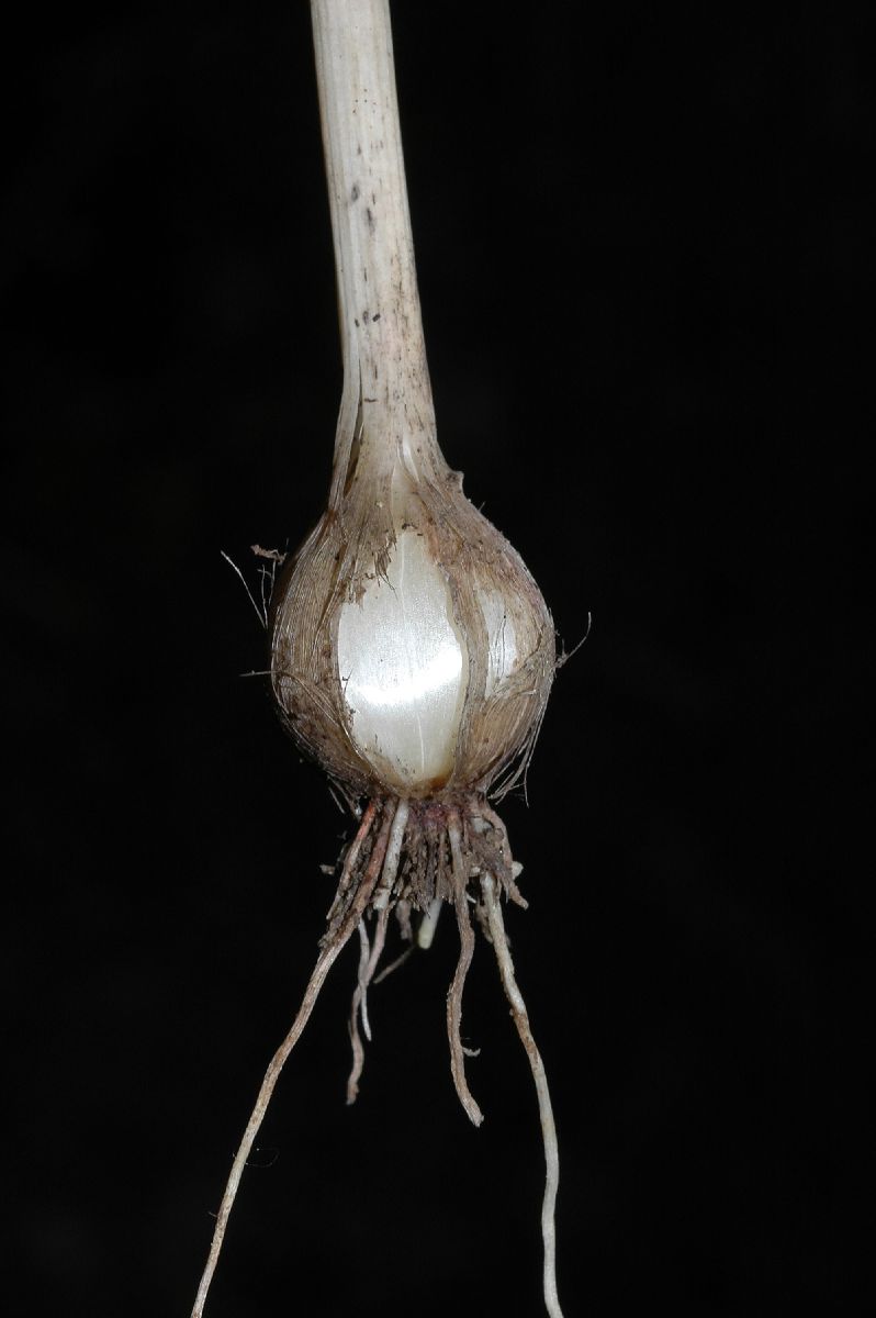 Amaryllidaceae Allium canadense
