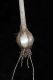 image of Allium canadense
