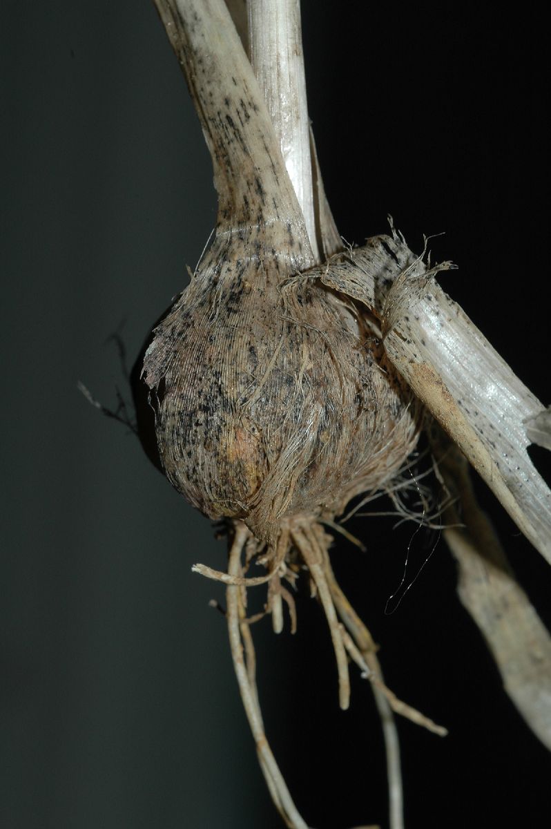 Amaryllidaceae Allium canadense