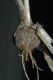 image of Allium canadense